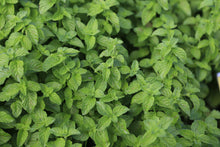 Load image into Gallery viewer, 1000 Spearmint Seeds - Mentha spicata - Non-GMO Medicinal Herb and Tea