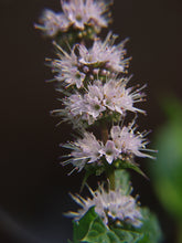 Load image into Gallery viewer, 1000 Spearmint Seeds - Mentha spicata - Non-GMO Medicinal Herb and Tea