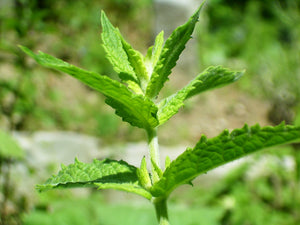 1000 Spearmint Seeds - Mentha spicata - Non-GMO Medicinal Herb and Tea