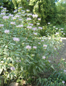 200 Wild Bergamot Seeds - Monarda fistulosa - Non-GMO Medicinal Herb