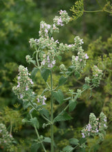 Load image into Gallery viewer, 1000 Catnip Seeds - Nepeta cataria Seeds