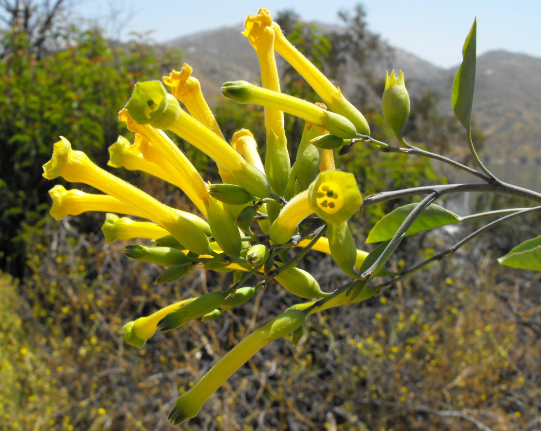 Nicotiana glauca - Tree Tobacco - Yellow Trumpet Tobacco