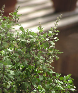 1000 Green Sacred Basil - Ocimum tenuiflorum Seeds