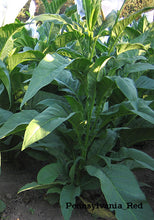Load image into Gallery viewer, Pennsylvania Red Tobacco Seeds
