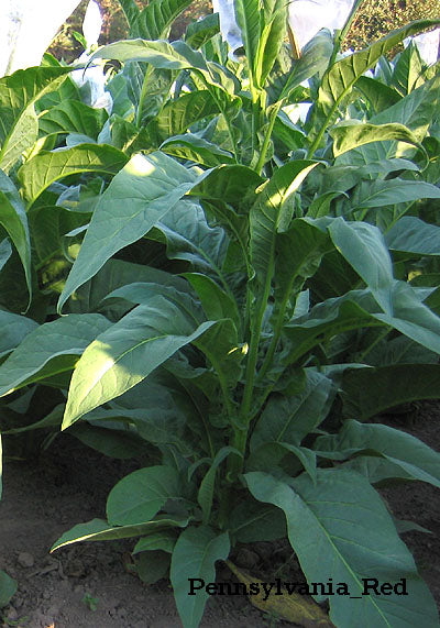 Pennsylvania Red Tobacco Seeds ~ Heirloom Nicotiana Tabacum