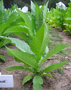 Perique Tobacco Seeds - Nicotiana tabacum
