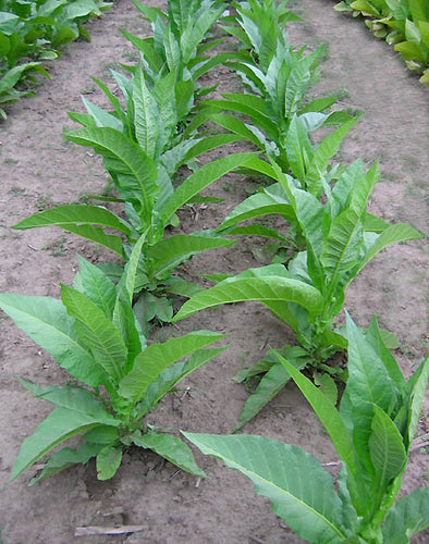 Perique Tobacco Seeds - Nicotiana tabacum