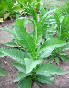 Perique Tobacco Seeds - Nicotiana tabacum