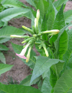 Perique Tobacco Seeds - Nicotiana tabacum