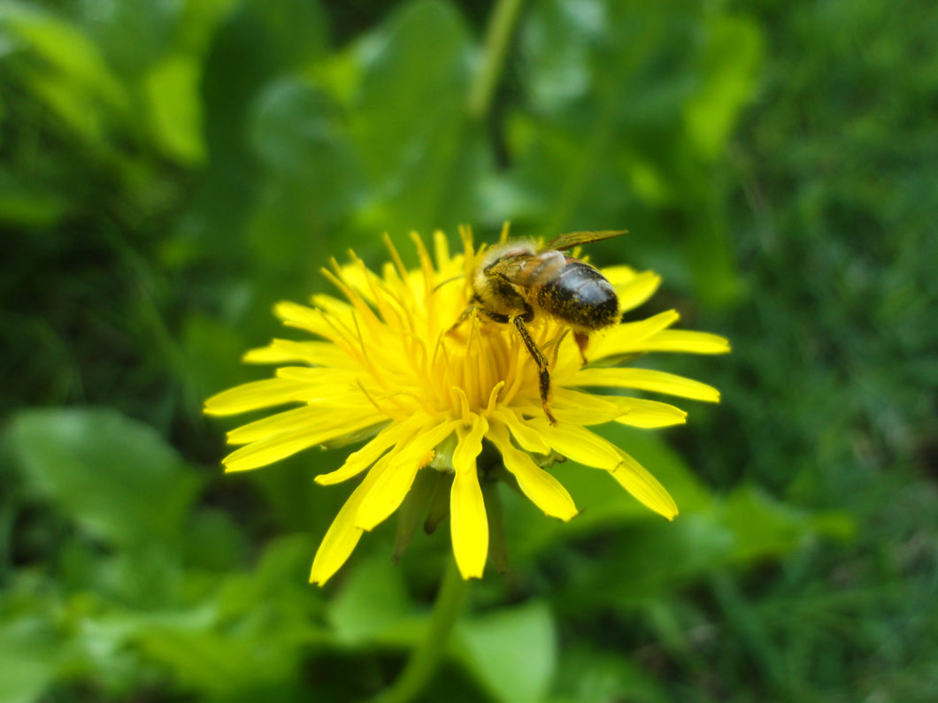 1000 Dandelion Seeds - Taraxacum officinale Seeds
