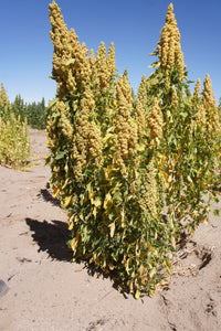 150 Brilliant Rainbow Quinoa Seeds - Chenopodium quinoa - Non-GMO Ancient Grain!