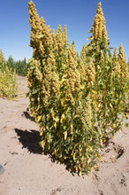 Load image into Gallery viewer, 150 Cherry Vanilla Quinoa Seeds - Chenopodium quinoa - Non-GMO Ancient Grain!