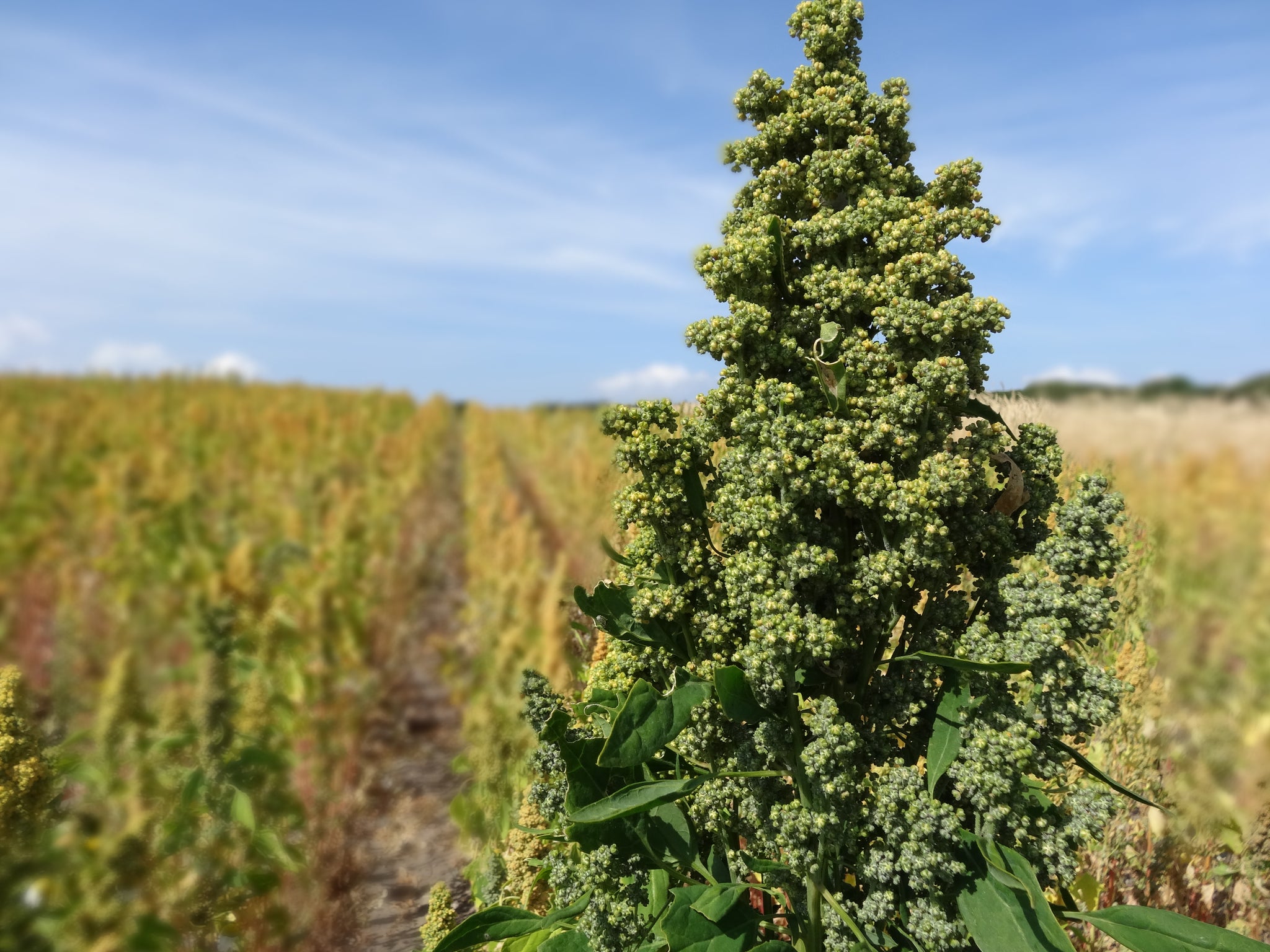 quinoa seed for planting 150 Brilliant Rainbow Quinoa Seeds - Chenopodium quinoa