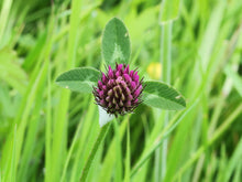 Load image into Gallery viewer, 1000 Mammoth Red Clover Seeds - Trifolium pratense Mammoth - Non-GMO Seeds