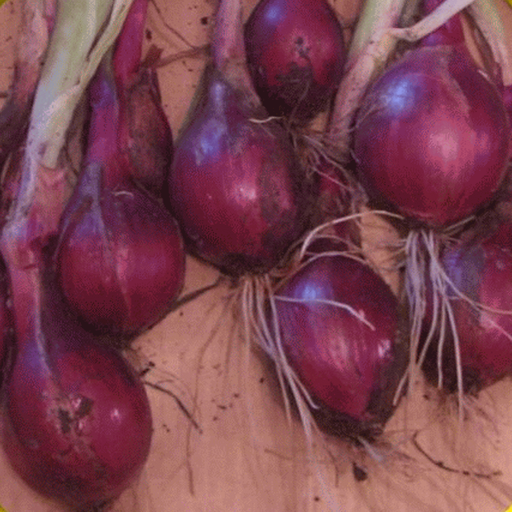 1000 Ruby Red Onion - Heirloom Non-GMO Onion Seeds - Strong and Sweet Flavor!