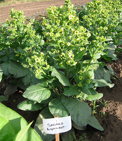 Sacred Wyandot Rustica Tobacco Seeds