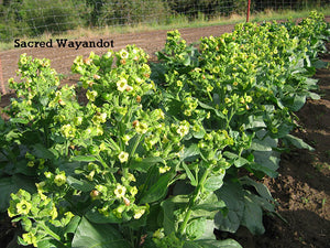 Sacred Wyandot Rustica Tobacco Seeds