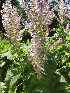 100 Clary Sage Seeds - Salvia sclarea - Non-GMO Medicinal Herb