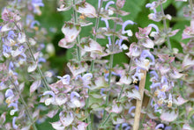 Load image into Gallery viewer, 100 Clary Sage Seeds - Salvia sclarea - Non-GMO Medicinal Herb