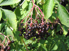 Load image into Gallery viewer, 100 Black Elderberry Seeds - Sambucus nigra - Common Elder - European Elder