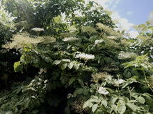 Load image into Gallery viewer, 100 Black Elderberry Seeds - Sambucus nigra - Common Elder - European Elder
