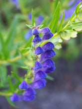 Load image into Gallery viewer, 250 Scutellaria baicalensis Seeds - Baikal Scullcap Seeds