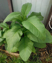 Load image into Gallery viewer, Silk Leaf Tobacco Seeds - Nicotiana tabacum