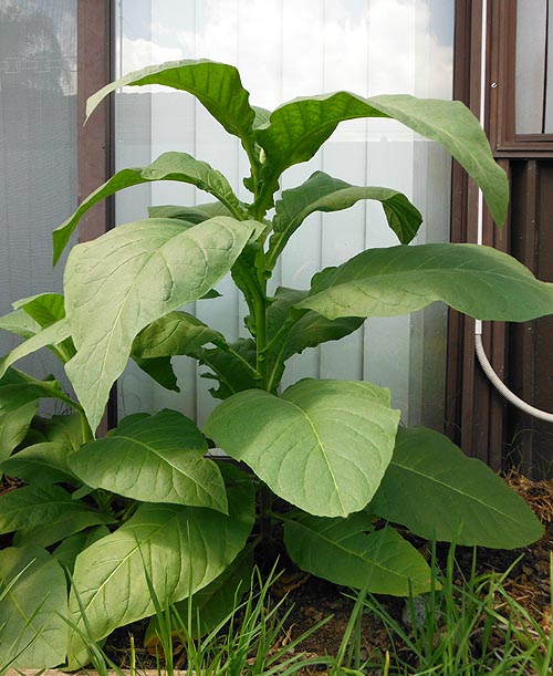 Silk Leaf Tobacco Seeds - Nicotiana tabacum