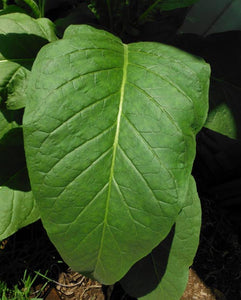 Silk Leaf Tobacco Seeds - Nicotiana tabacum