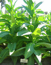 Load image into Gallery viewer, Silver River Tobacco seeds - Nicotiana sp. - Brazilian Strain