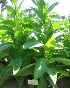 Silver River Tobacco seeds - Nicotiana sp. - Brazilian Strain