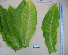Load image into Gallery viewer, Silver River Tobacco seeds - Nicotiana sp. - Brazilian Strain