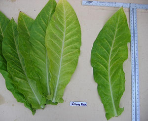 Silver River Tobacco seeds - Nicotiana sp. - Brazilian Strain