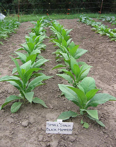 Small Stalk Black Mammoth Tobacco Seeds - Nicotiana tabacum