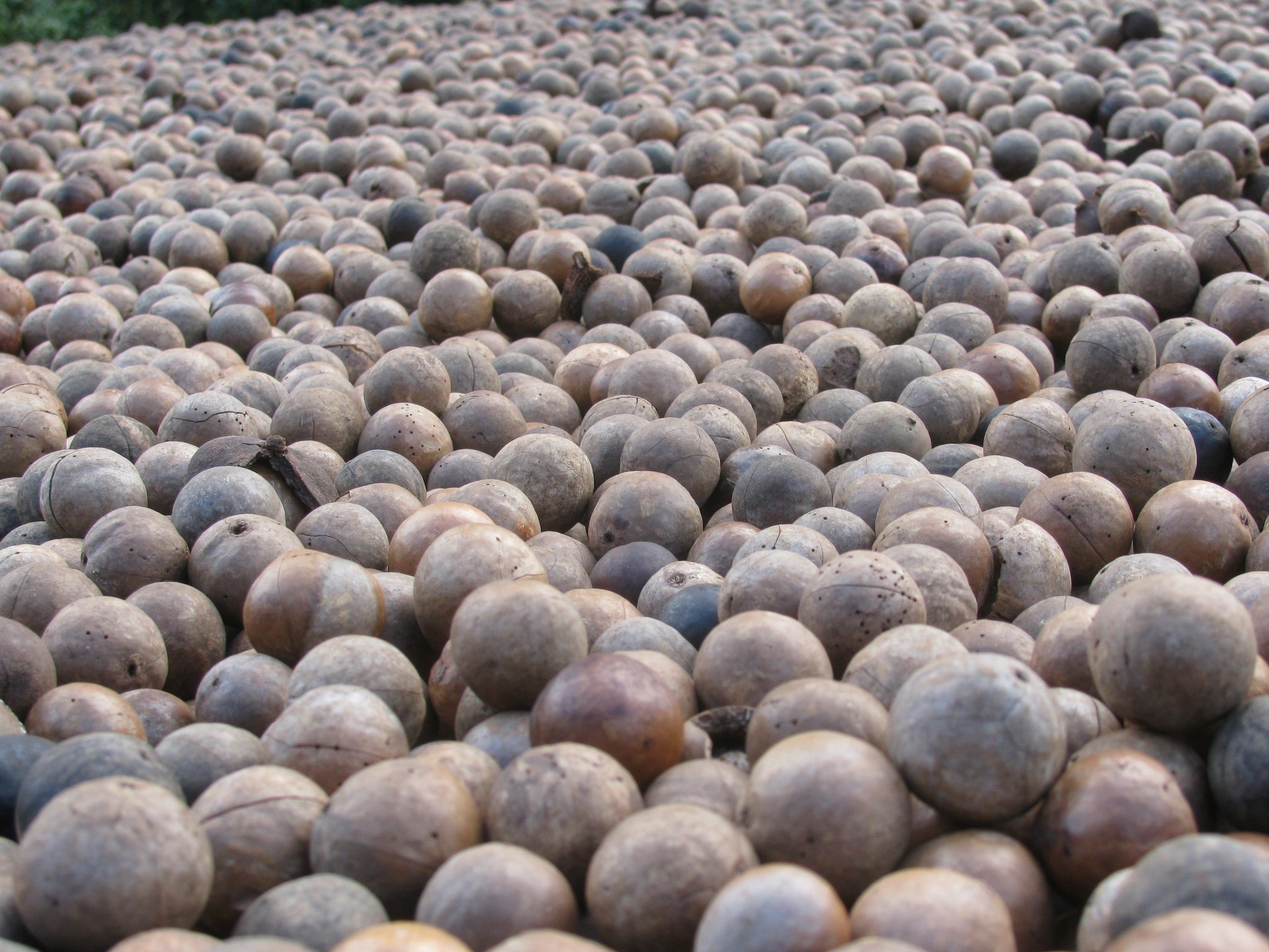 macadamia seeds for planting 5 Macadamia Nut Seeds - Macadamia integrifolia