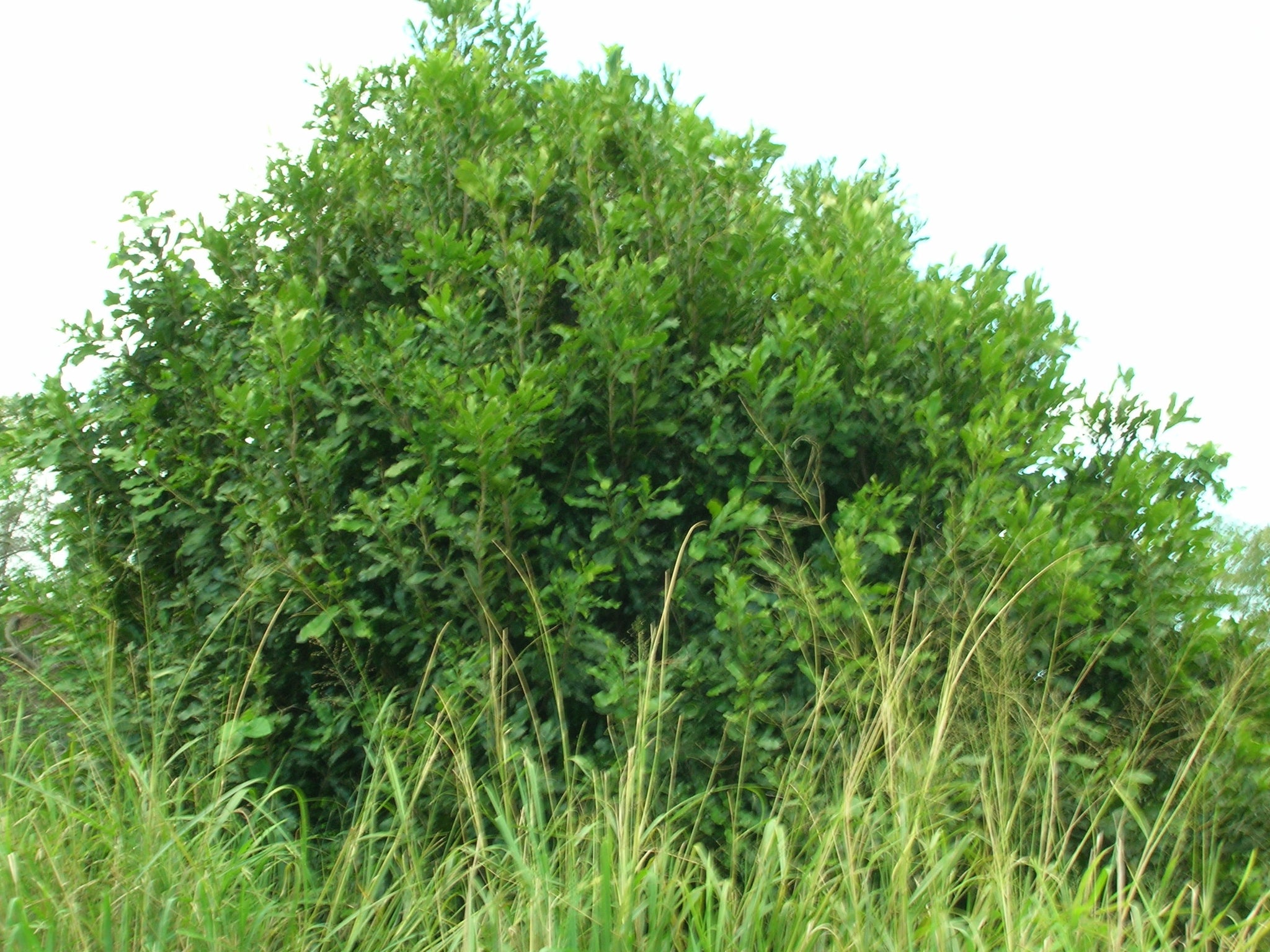 macadamia seeds for planting 5 Macadamia Nut Seeds - Macadamia integrifolia