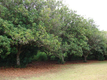 Load image into Gallery viewer, 5 Macadamia Nut Seeds - Macadamia integrifolia - Non-GMO Hardy Nut Tree