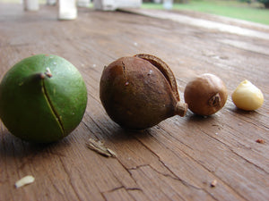 5 Macadamia Nut Seeds - Macadamia integrifolia - Non-GMO Hardy Nut Tree