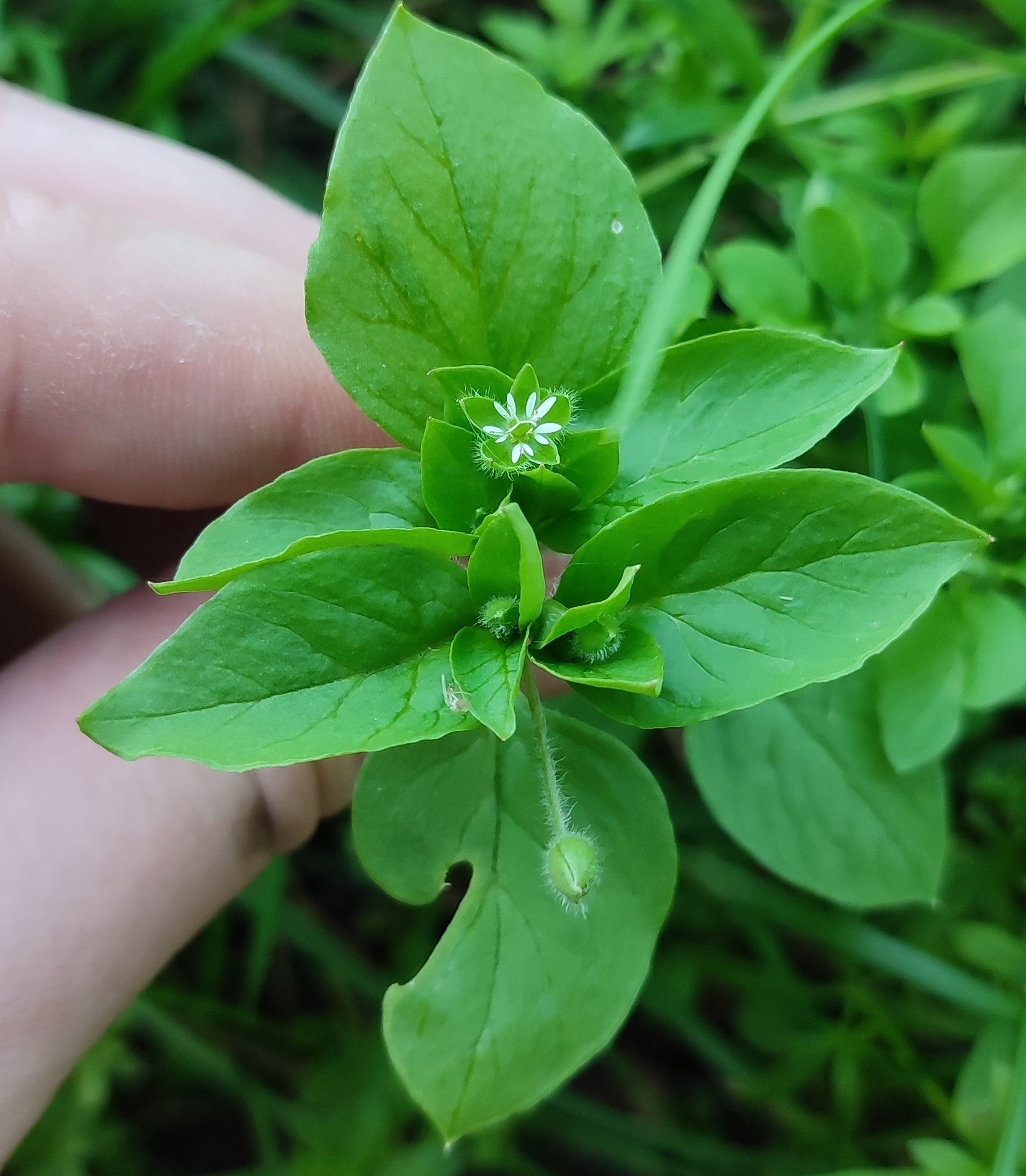 100 Chickweed Seeds Stellaria Media Non GMO Medicinal And Edible P 100-chickweed-seeds-stellaria-media-non-gmo-medicinal-and-edible-p