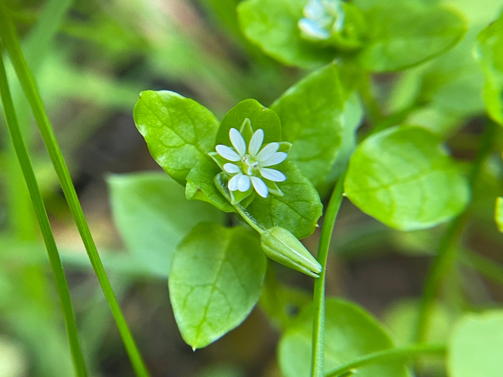 100 Chickweed Seeds Stellaria Media Non GMO Medicinal And Edible P 100-chickweed-seeds-stellaria-media-non-gmo-medicinal-and-edible-p
