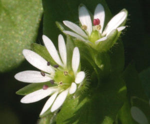 100 Chickweed Seeds - Stellaria media - Non-GMO Medicinal and Edible Plant