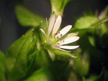 Load image into Gallery viewer, 100 Chickweed Seeds - Stellaria media - Non-GMO Medicinal and Edible Plant