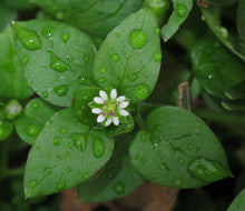 Load image into Gallery viewer, 100 Chickweed Seeds - Stellaria media - Non-GMO Medicinal and Edible Plant