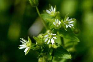 100 Chickweed Seeds - Stellaria media - Non-GMO Medicinal and Edible Plant