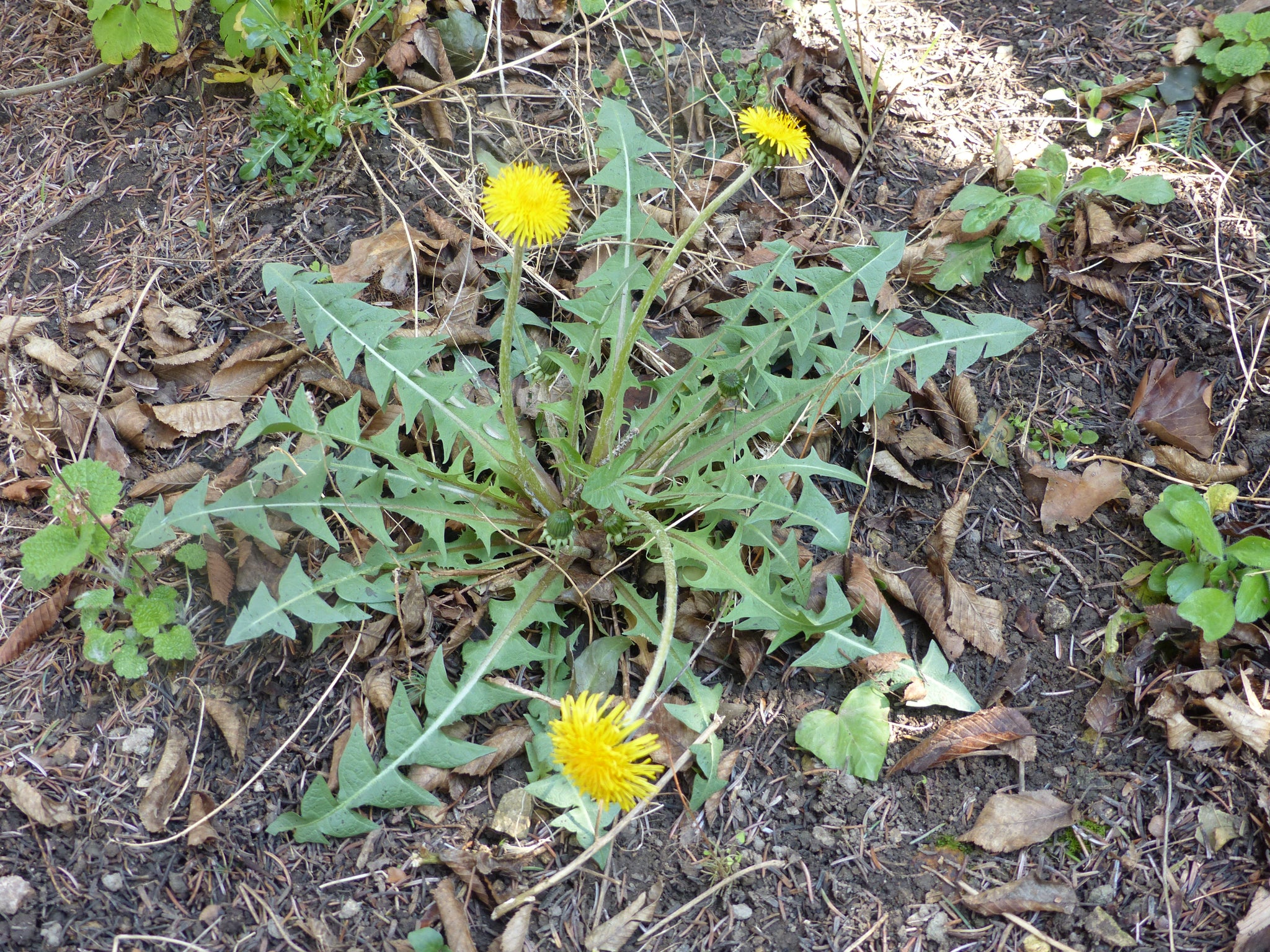 dandelion seeds for planting 1000 Dandelion Seeds - Taraxacum officnale Seeds