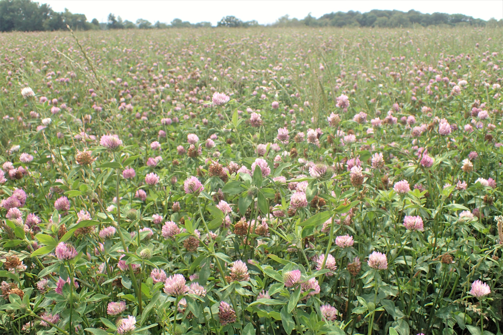 thumbnail image 2 of 5700+ Mammoth Red Clover Seeds – Non-GMO, Heirloom, Open-Pollinated Flower Seeds For Pollinator Gardens 2 of 3