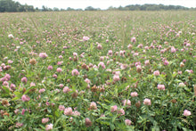 Load image into Gallery viewer, 1000 Mammoth Red Clover Seeds - Trifolium pratense Mammoth - Non-GMO Seeds