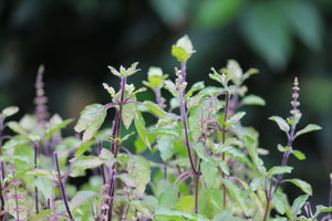 1000 Green Sacred Basil - Ocimum tenuiflorum Seeds
