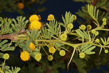 Load image into Gallery viewer, 15 Gum Arabic Tree Seeds - Acacia arabica, Vachellia nilotica, Acacia nilotica