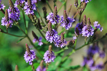 Load image into Gallery viewer, 500 Blue Vervain Seeds - Verbena hastata Seeds